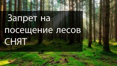 Снят запрет посещение лесов